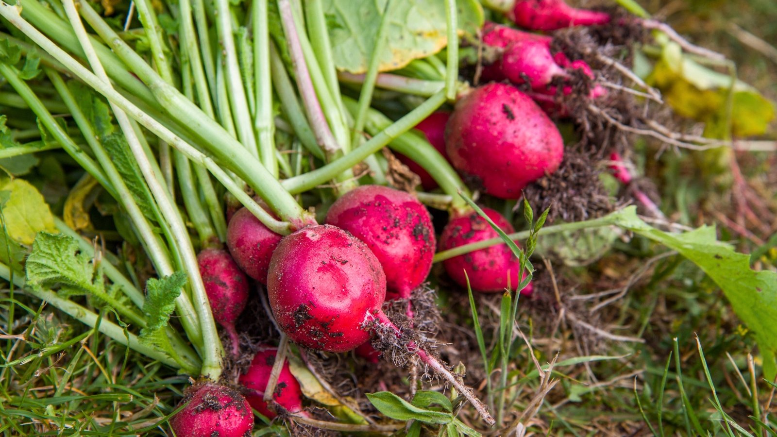 A pile of vibrant pinkish-red root vegetables with long, slender green tops and thin roots, gathered on the ground.