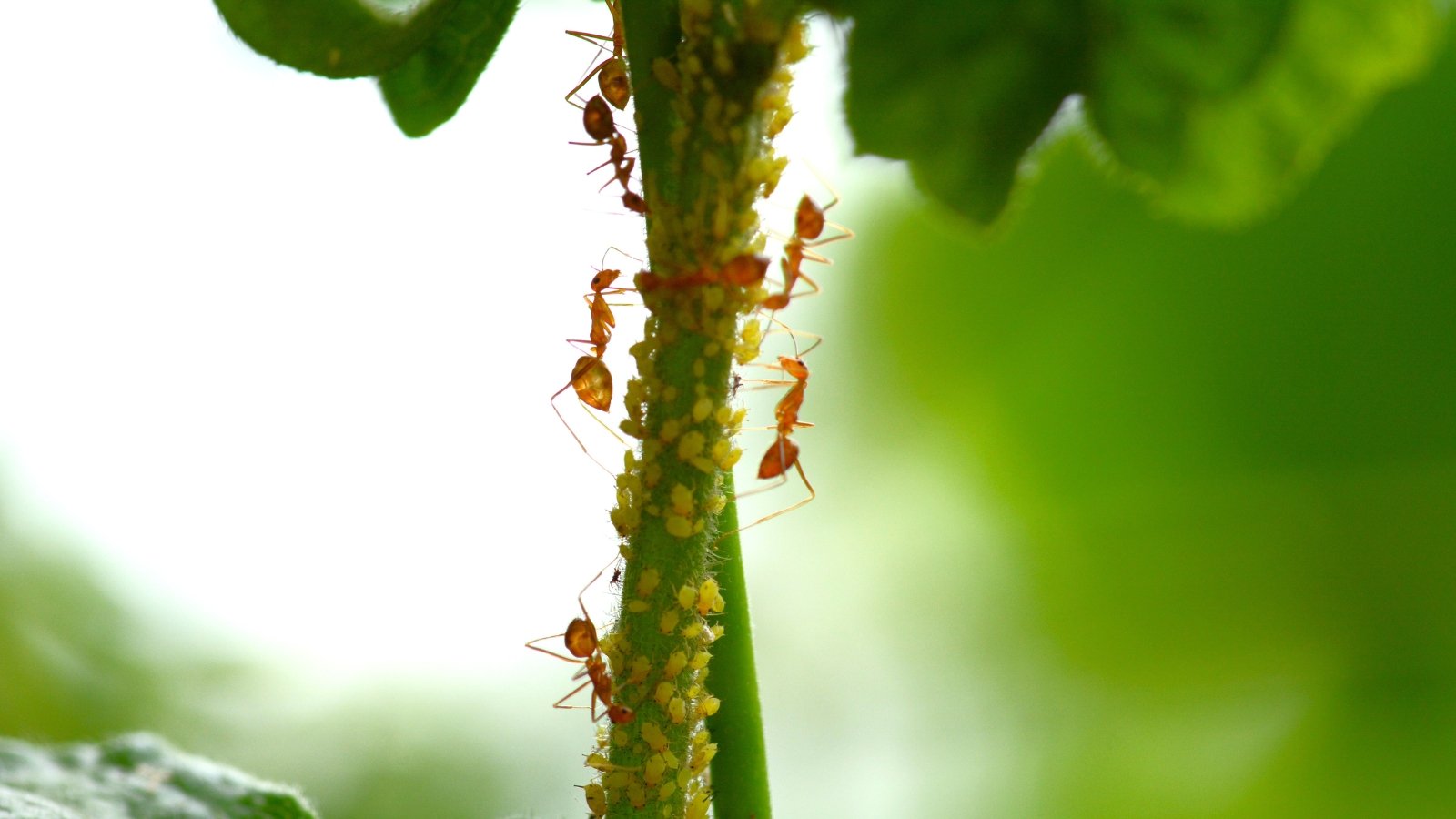 Red ants crawl along a green stem densely covered with clustered green aphids.