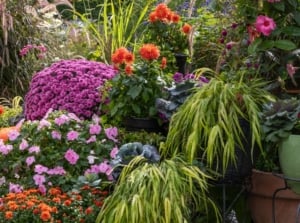 Refresh fall containers with lovely plants with healthy-looking blooms and a variety of foliage that come in different hues and textures