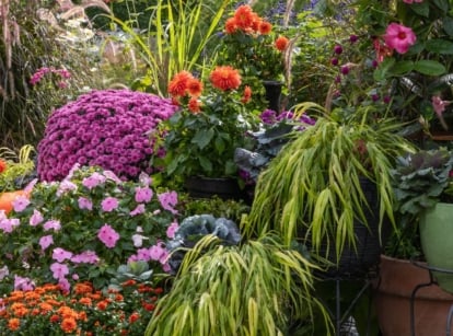 Refresh fall containers with lovely plants with healthy-looking blooms and a variety of foliage that come in different hues and textures