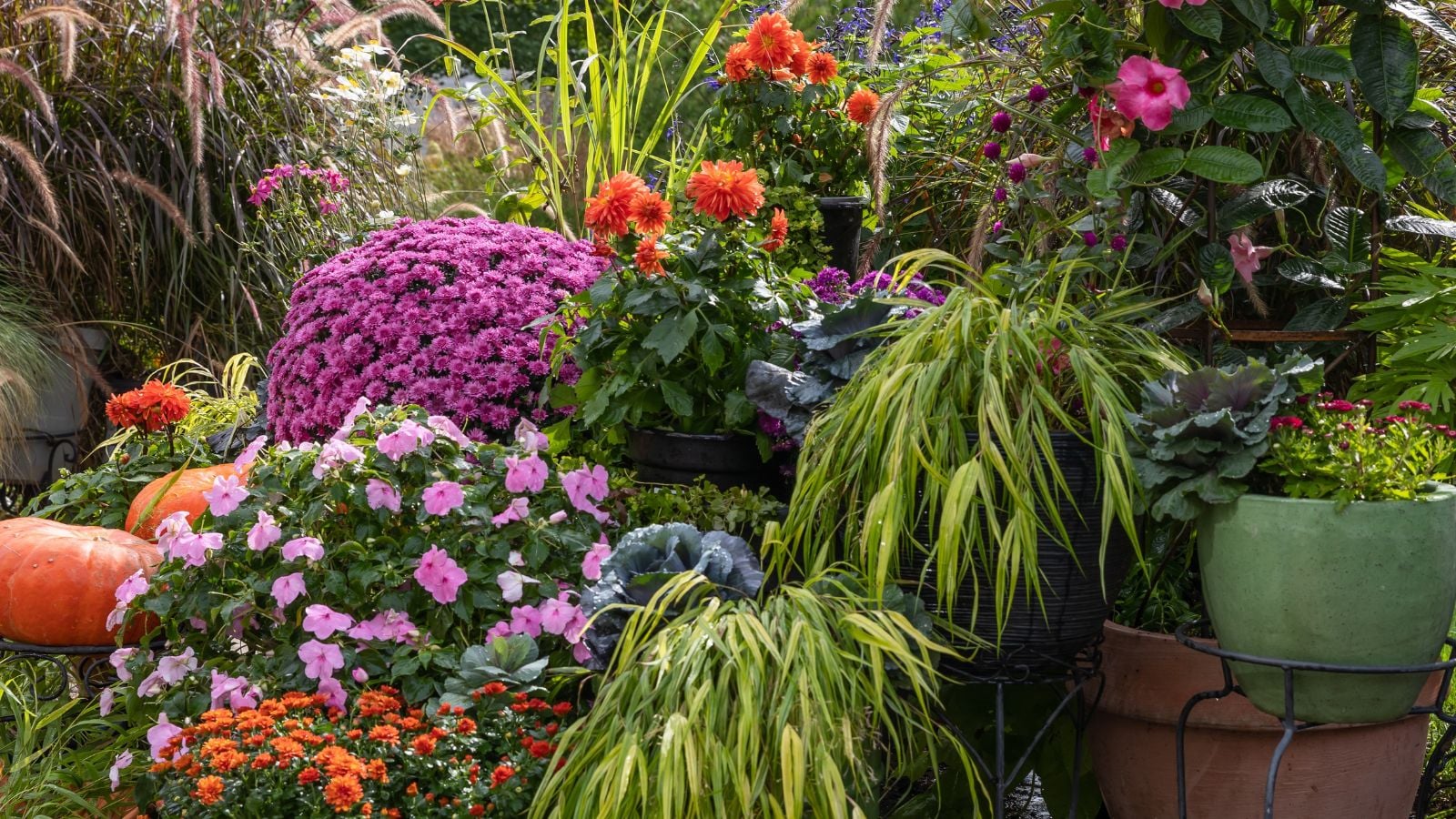 Refresh fall containers with lovely plants with healthy-looking blooms and a variety of foliage that come in different hues and textures