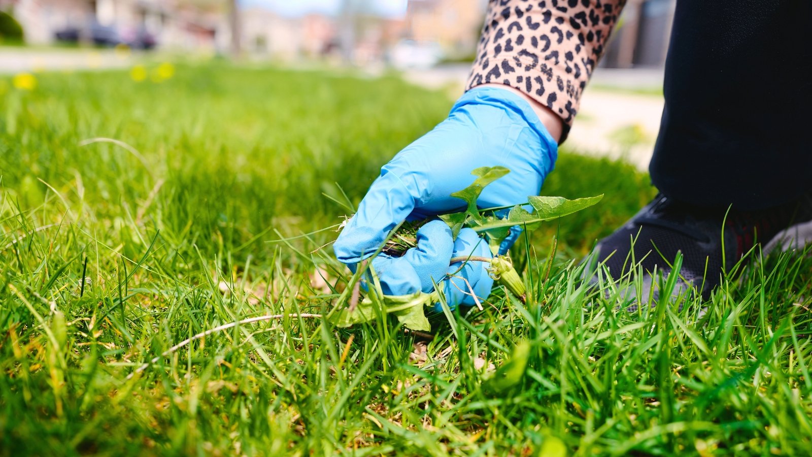 Woman’s hands in blue gloves pull dandelion weeds with jagged green leaves from the garden lawn.