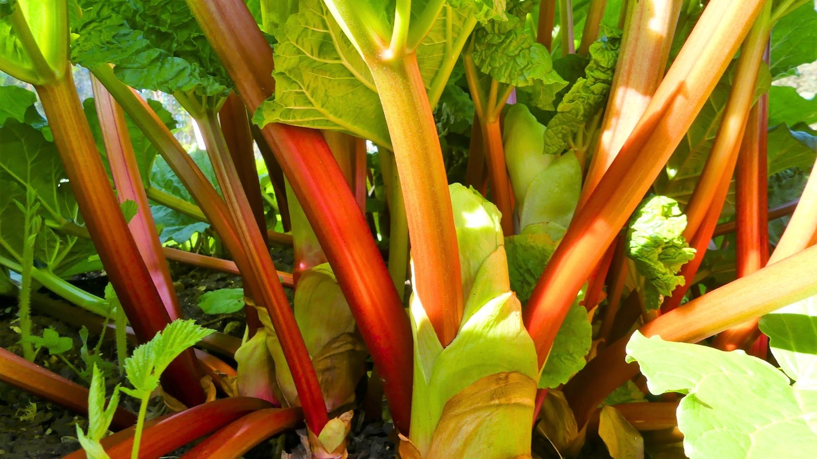 A cluster of thick, upright stalks in shades of red and green, topped with large, fan-like green leaves.
