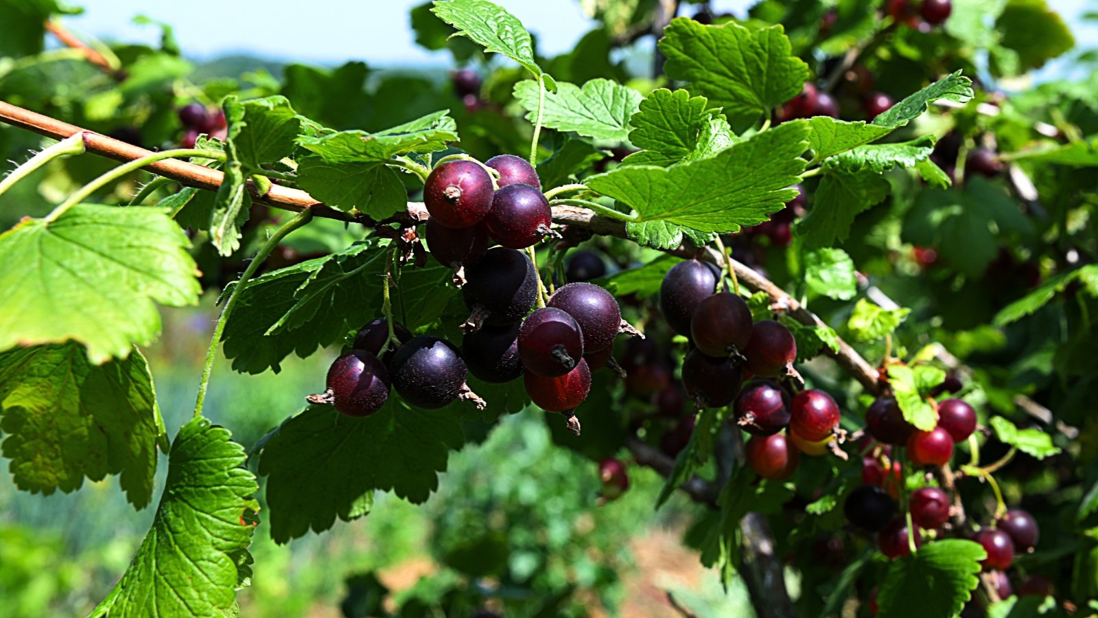 Clusters of small, round, dark purple fruits hanging from a woody branch with large, lobed green leaves.