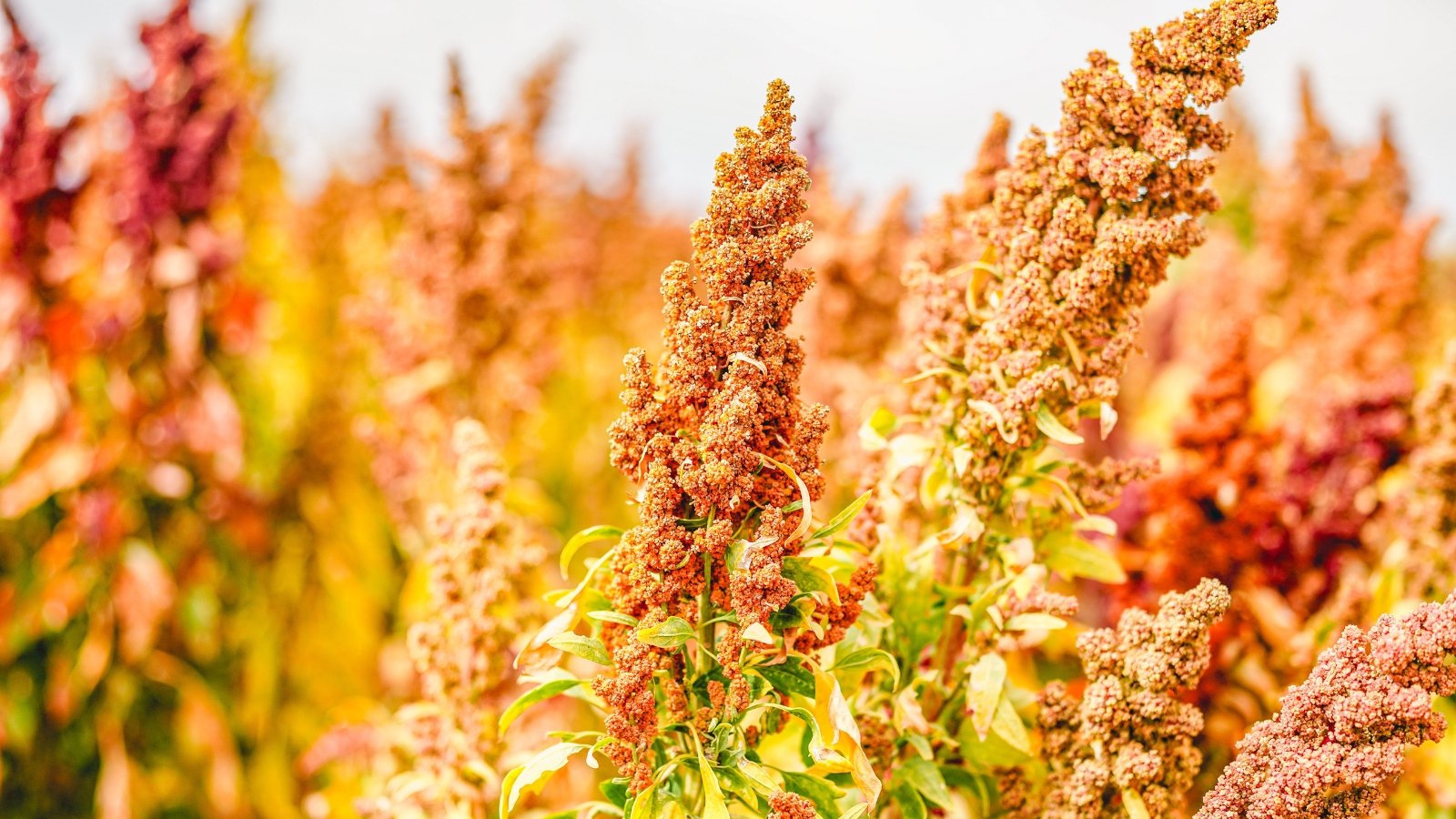 Golden quinoa seed heads heavy and full, standing tall above slender green stems in a sunlit autumn field.