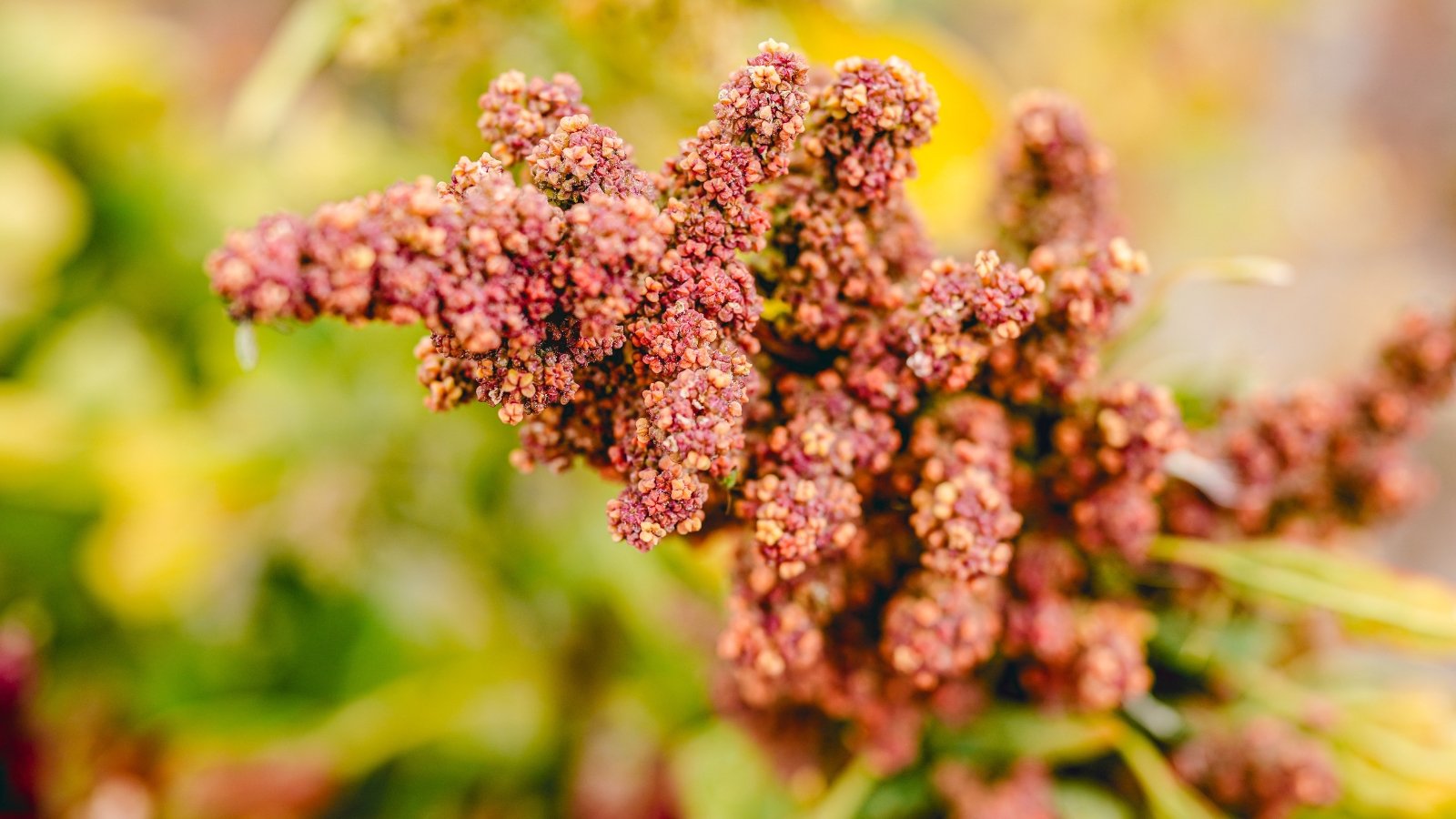 Close-up of a ripe quinoa flower head with clusters of tiny red flowers on dense, cone-shaped spikes and fading green leaves.