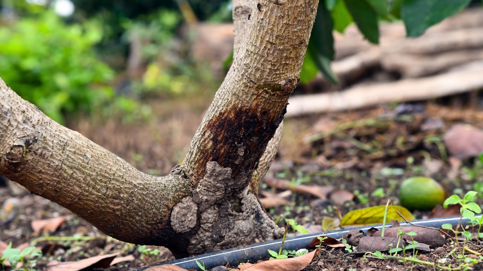 Close-up of a forked fruit tree trunk with grey bark and a large rotting black spot at the base.
