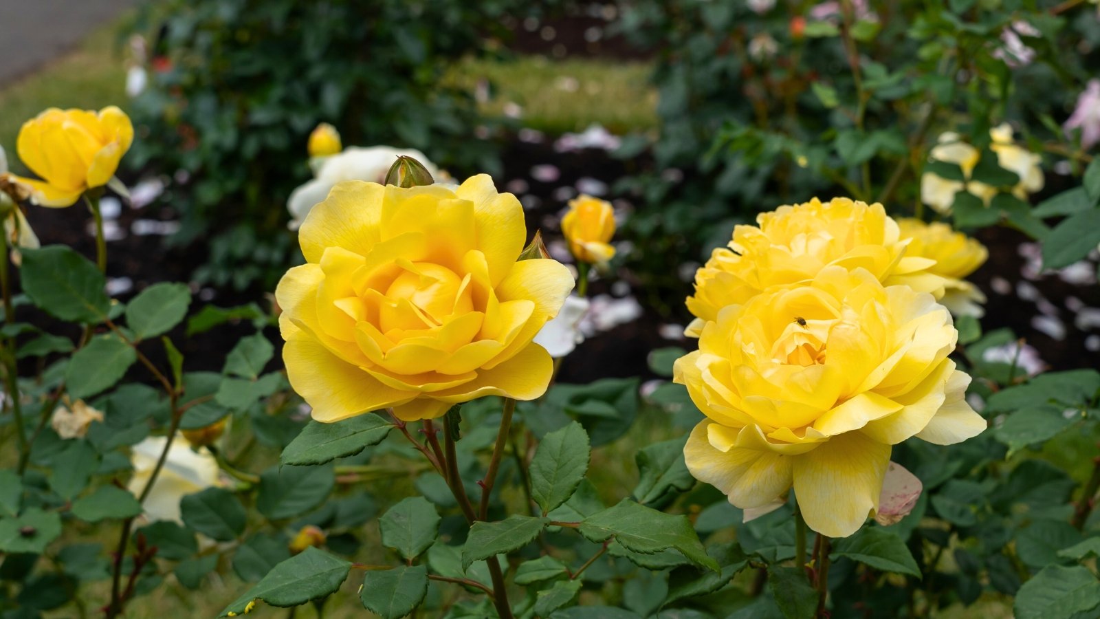 Two vibrant yellow flowers with many layered, ruffled petals and a large cluster of small blossoms in the background.