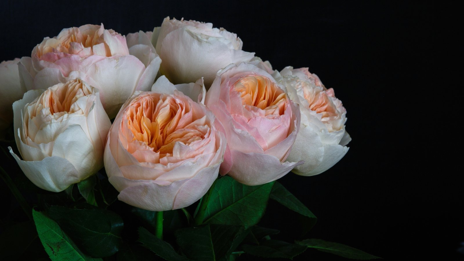 Soft pale pink blooms with many layered, cupped petals spiraling toward the center, creating a romantic, ruffled look.