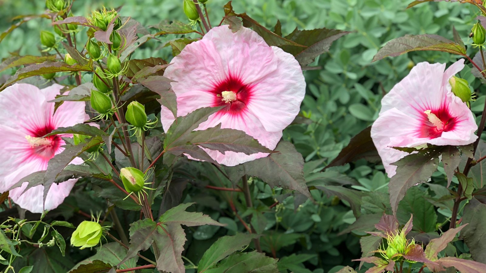 Soft pink flowers with large, ruffled petals and deep red centers stand out above broad, lobed purple leaves with pronounced veins.