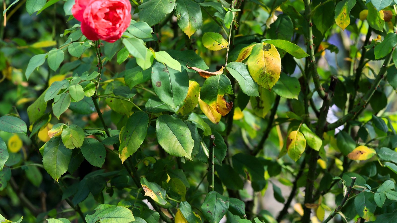 Close-up of a rose bush affected by a fungal infection, showing black, rotting stems and yellowed, black-spotted leaves.