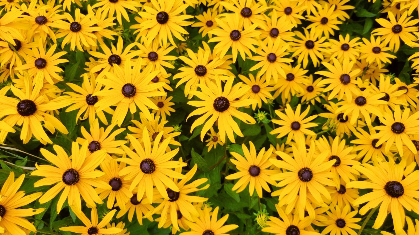 A dense field of daisy-like yellow flowers with dark brown, domed centers and slightly drooping petals.