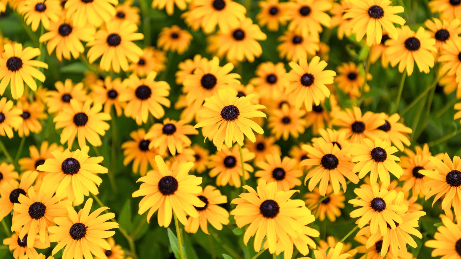 A dense group of bright yellow flowers with dark brown, dome-shaped centers and thin, long petals.