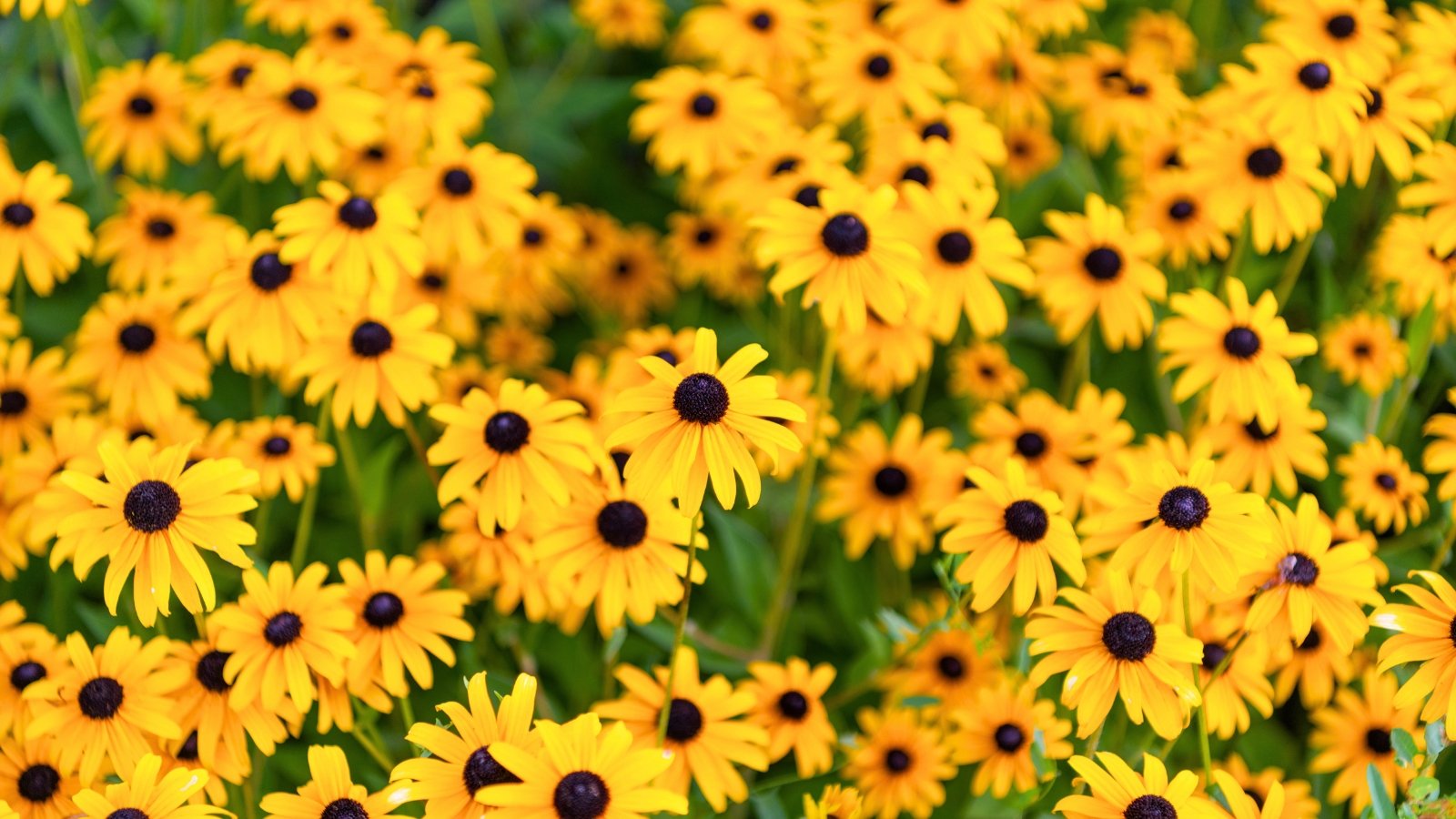 A field of yellow, daisy-like flowers with distinctively dark brown-black centers and slightly droopy petals.