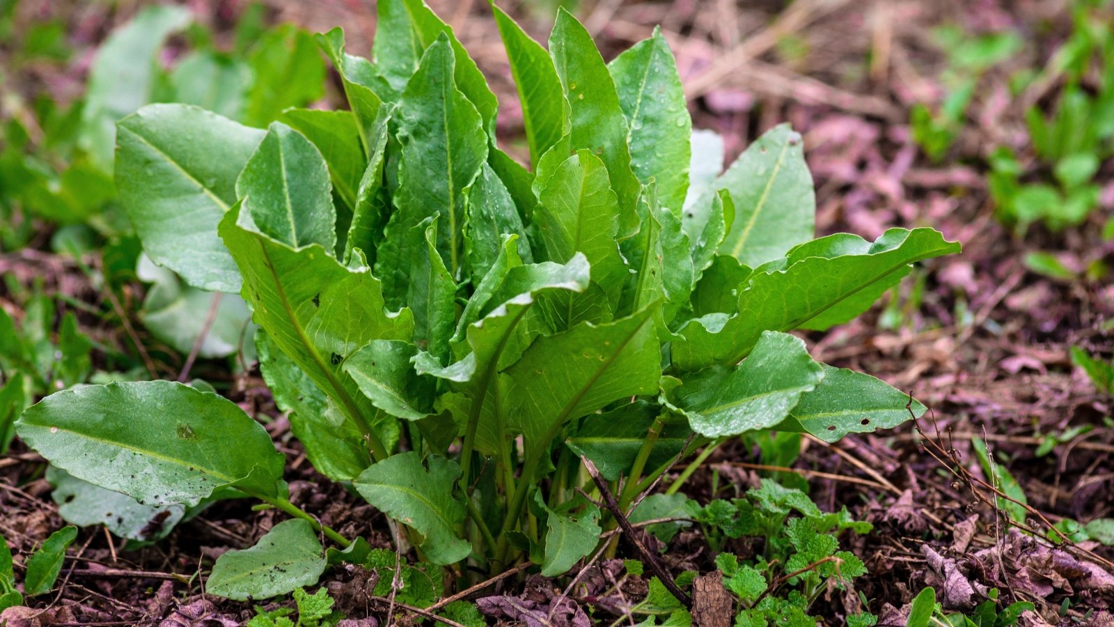 Bright green arrow-shaped leaves with smooth edges grow upright from the soil, forming a dense rosette.