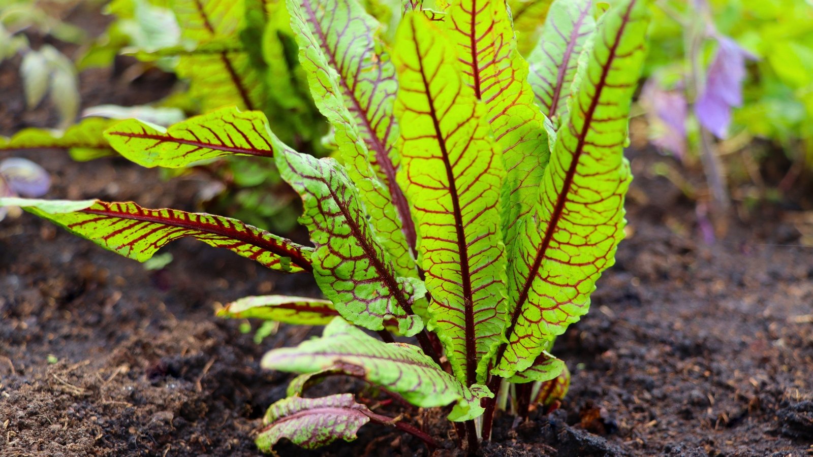 A single rosette of vibrant green leaves with prominent reddish-purple veins radiating from the stem.