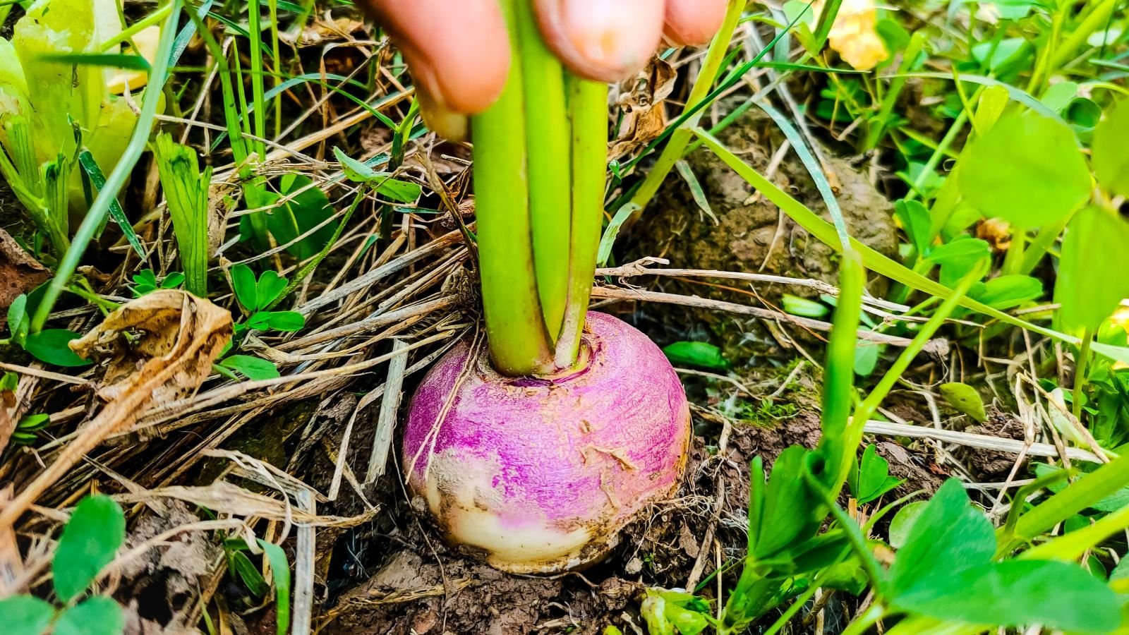 An overhead and close-up shot of a person's hand holding the green tops of a Rutabaga 'American Purple Top', placed on rich soil outdoors