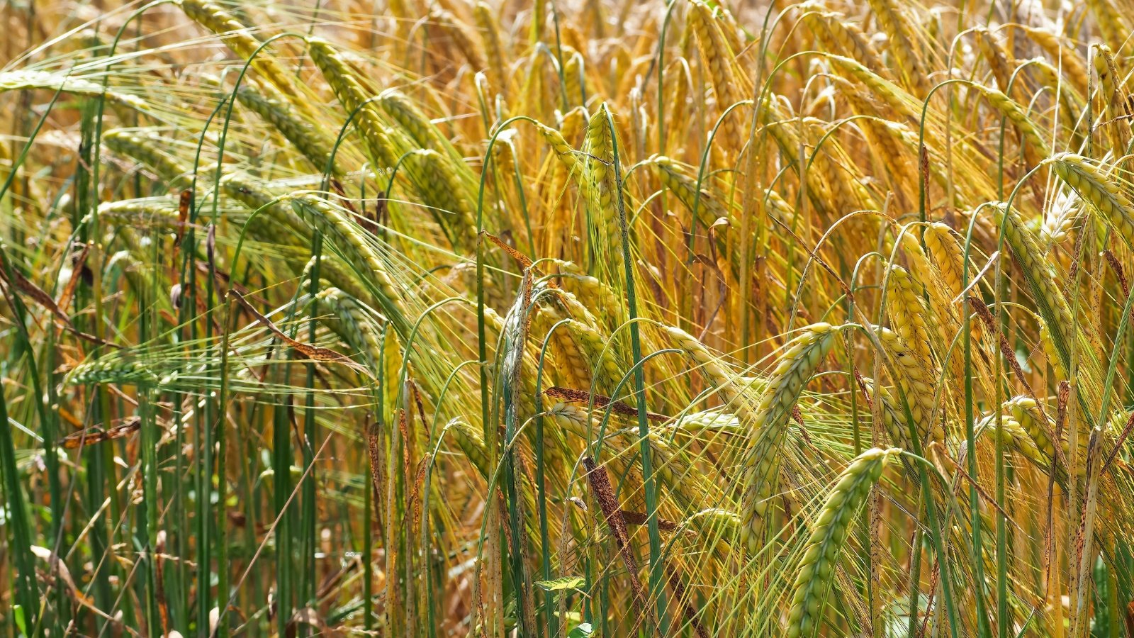 Dense, elongated seed spikes with fine hairs emerge from tall, upright green leaves, the tips tinged brown and swaying in the breeze.
