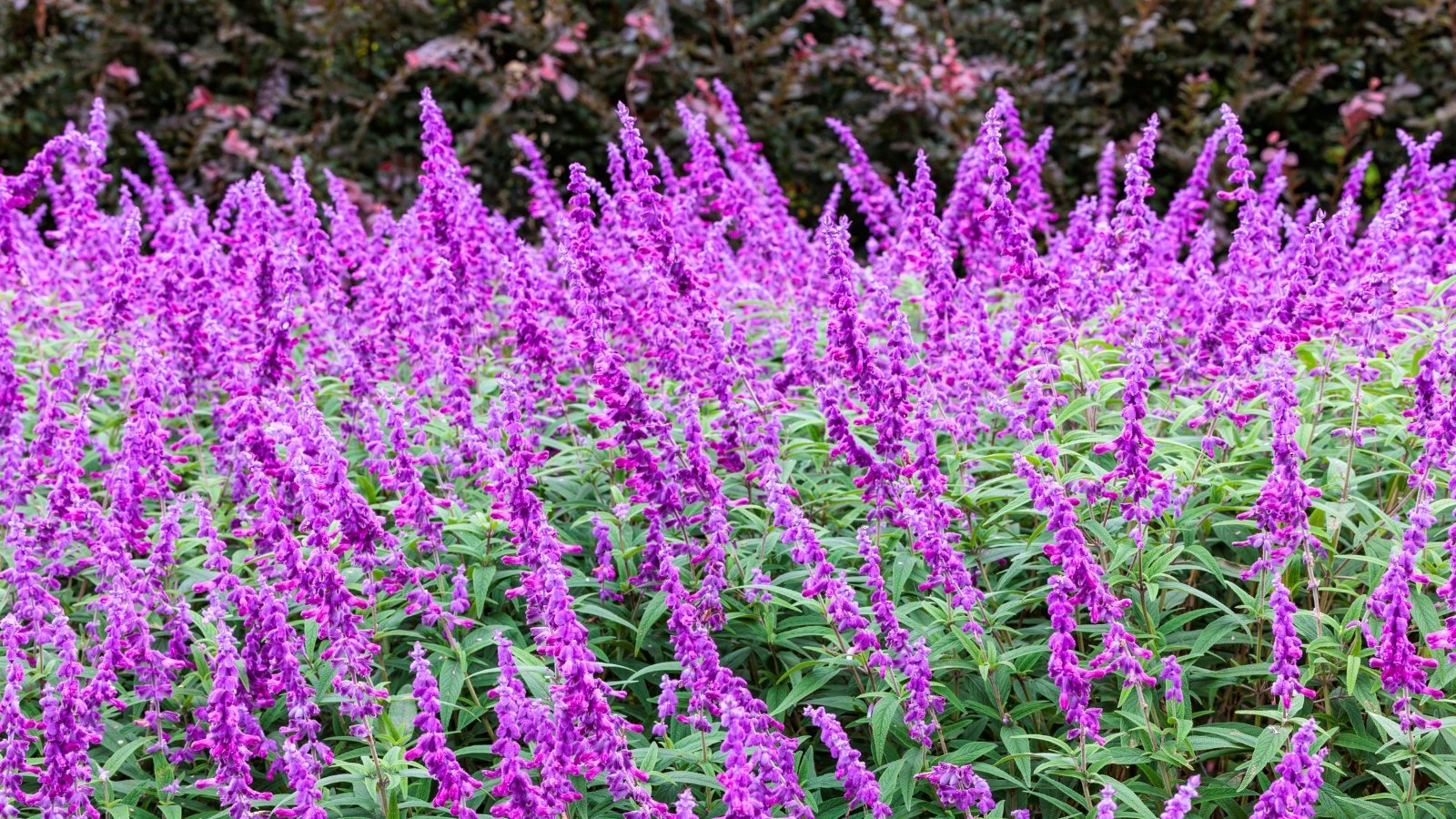 A tall hedge of densely packed, fuzzy purple flower spikes rising above lance-shaped green leaves.