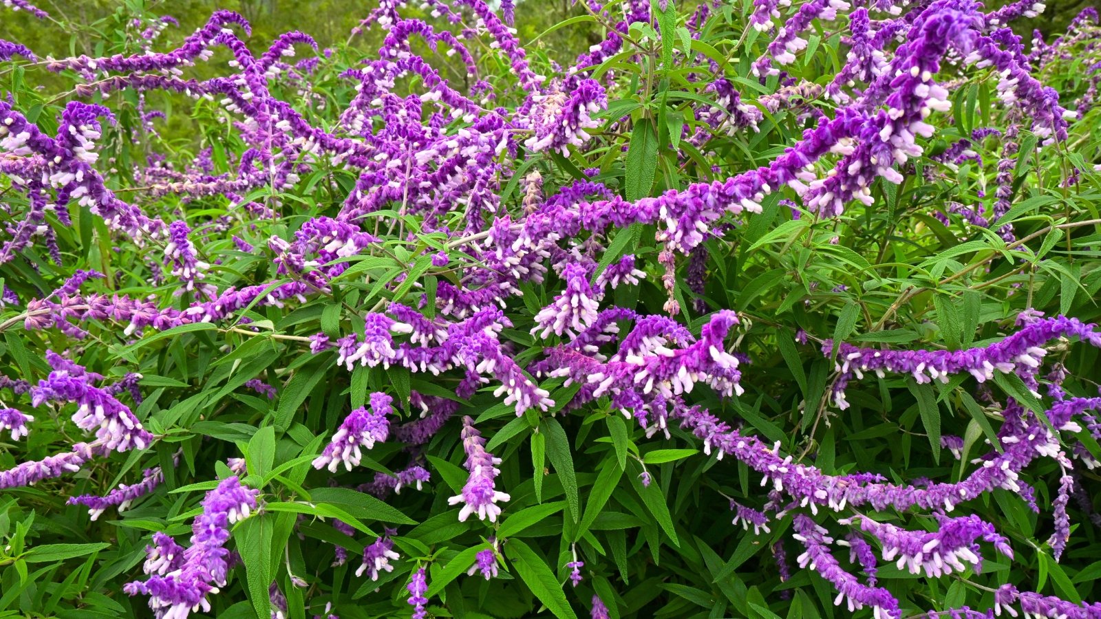 A dense cluster of fuzzy purple and white blossoms with a tubular shape and long, arching stems.