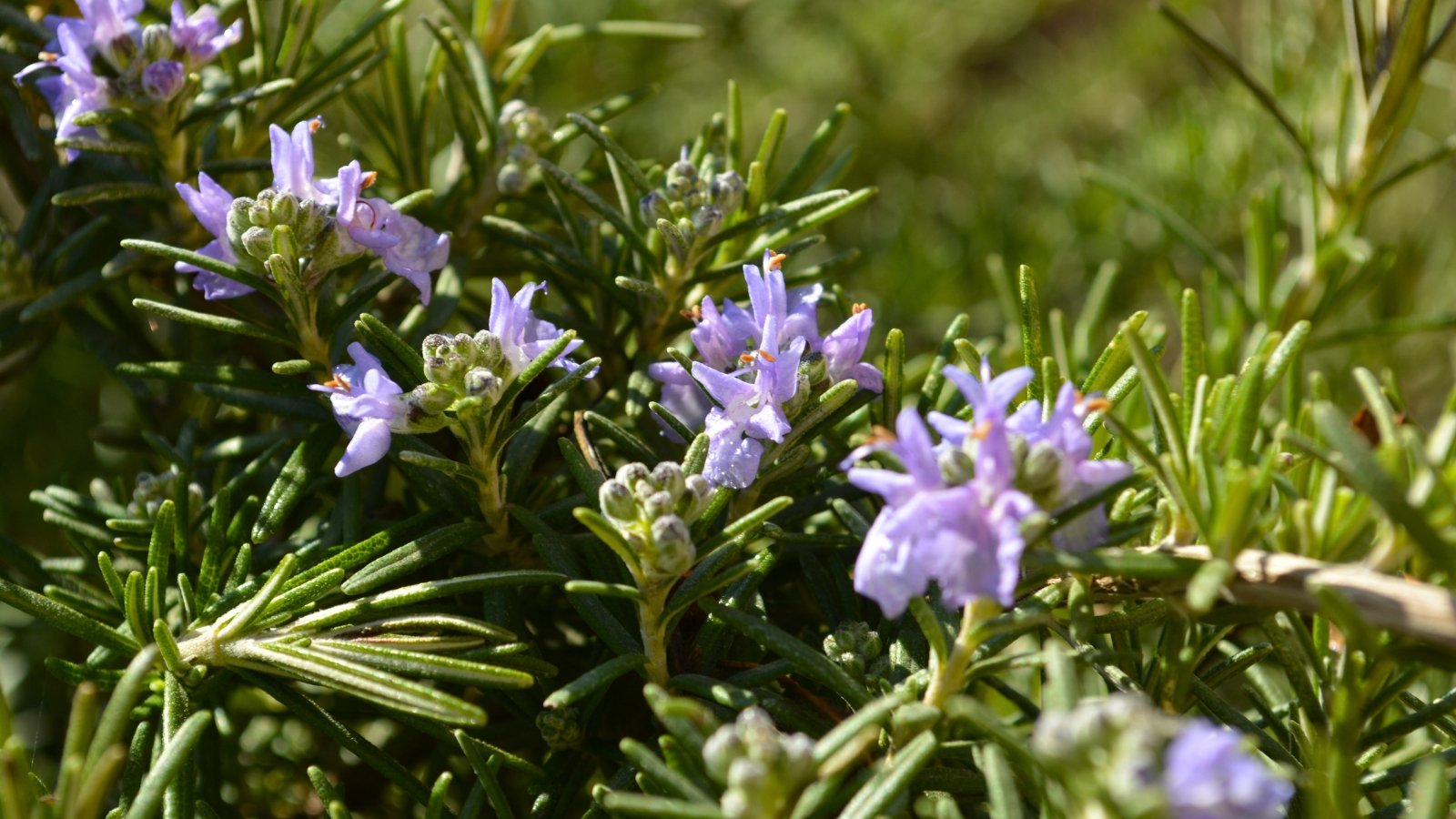 Spiky, needle-like green leaves surround small, tubular pale purple blossoms with prominent stamens.