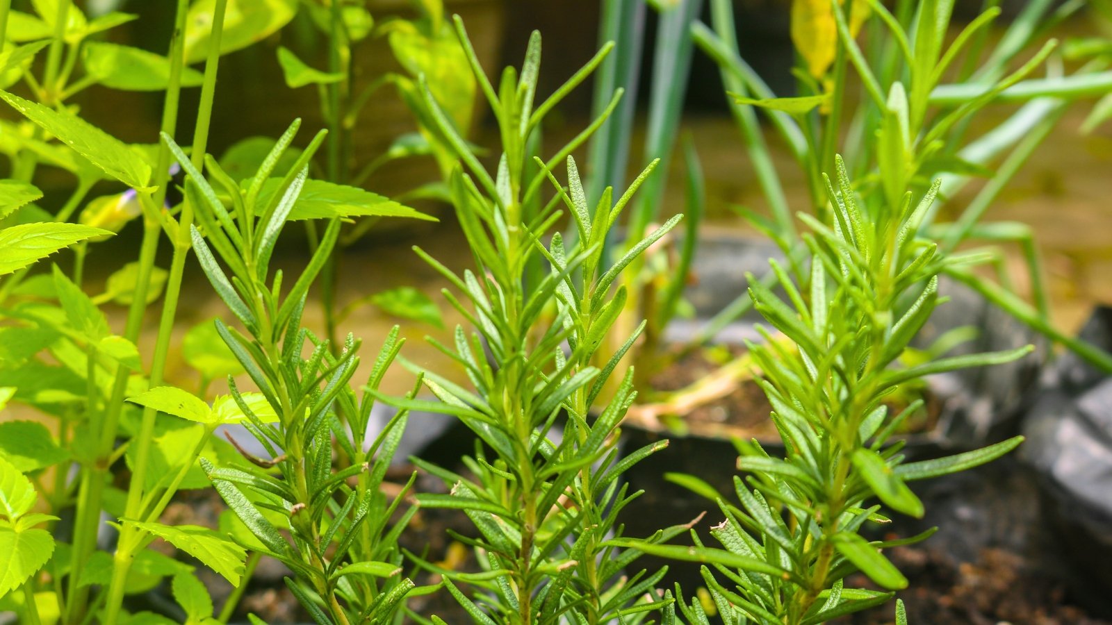 A group of upright, spiky green stems covered in narrow, needle-like leaves with a slightly waxy texture.