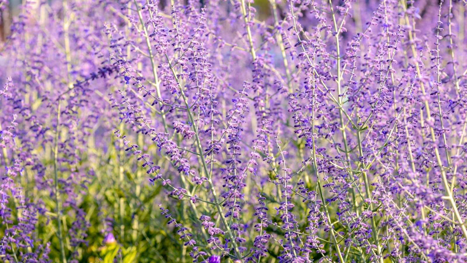 A field of tall, slender stems covered with small, lavender-purple flowers and narrow green leaves.