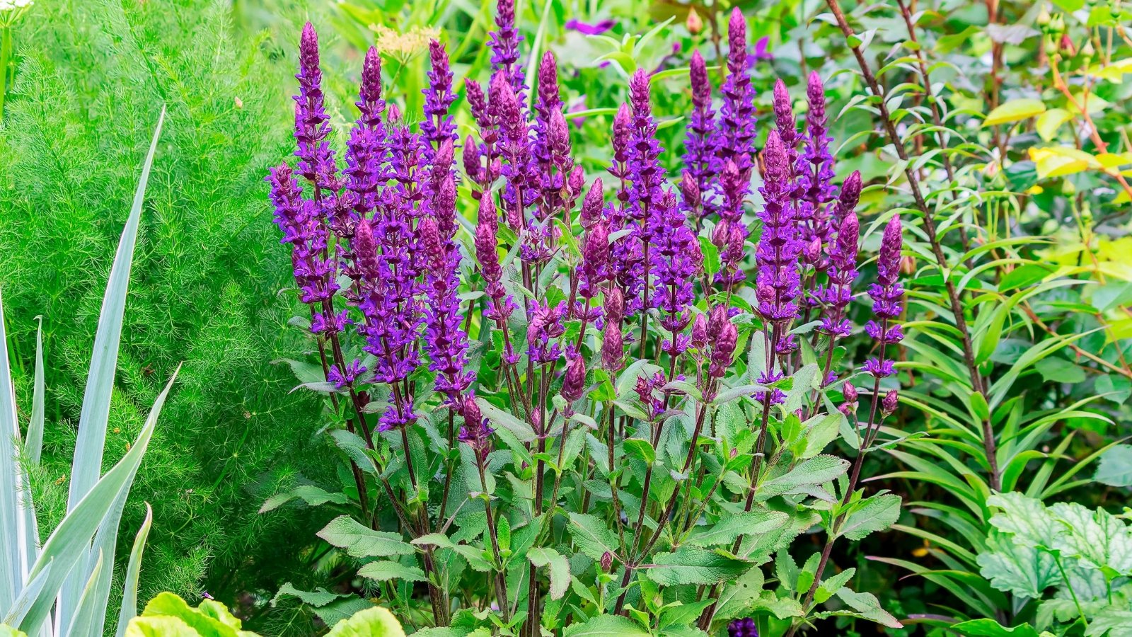 Upright spikes of small violet-purple flowers emerge from square green stems with narrow, textured leaves.