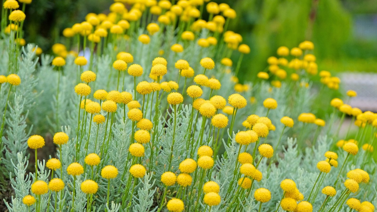A cluster of bright yellow, spherical flower heads on slender green stems growing from a silvery, feathery base.