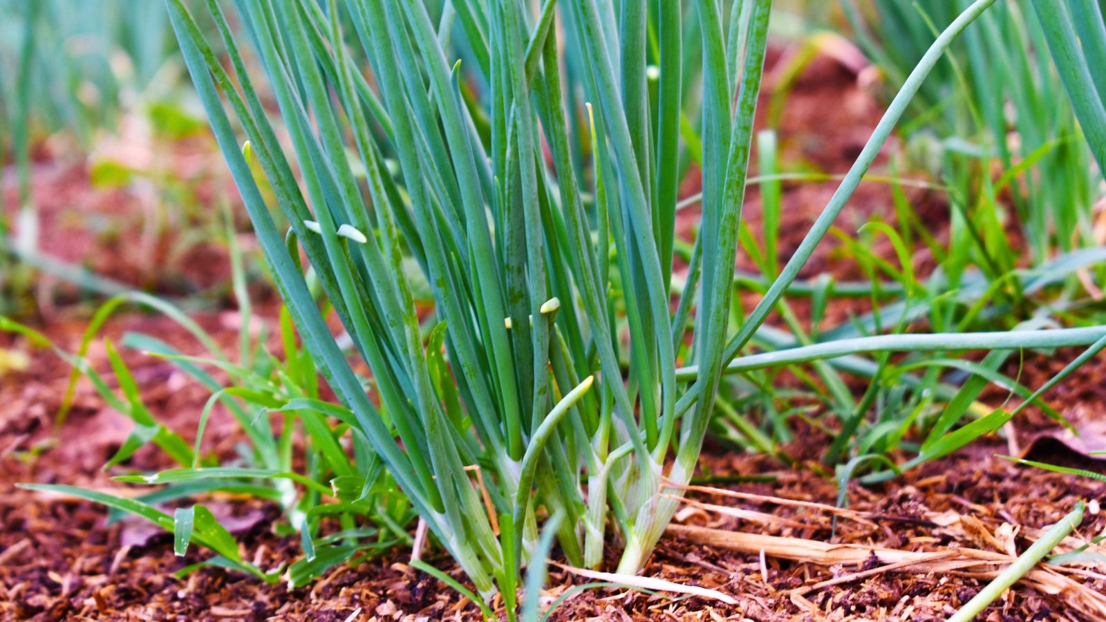 A cluster of tall, thin, hollow green stems rising from the brown soil in a fan shape.