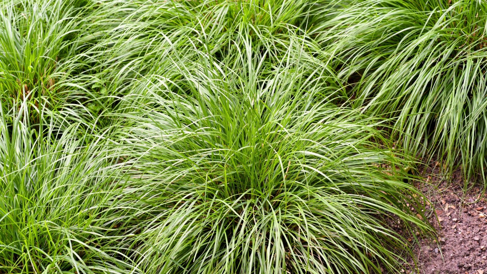 Clumps of narrow, arching green leaves with fine, grass-like texture forming dense, low-growing foliage.