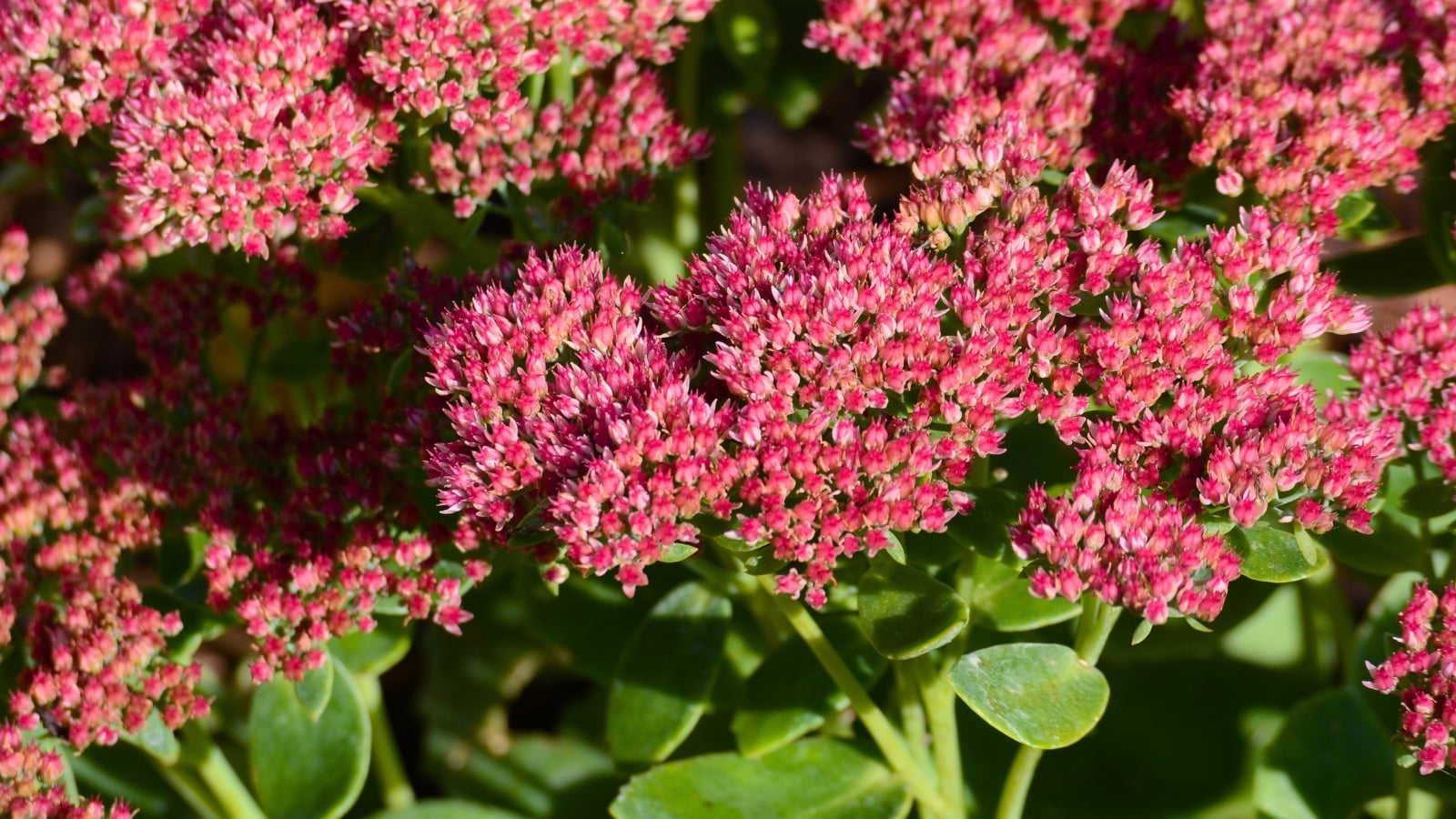 A dense cluster of tiny pink flowers with a finely textured surface and fleshy green leaves, arranged in a rounded shape.