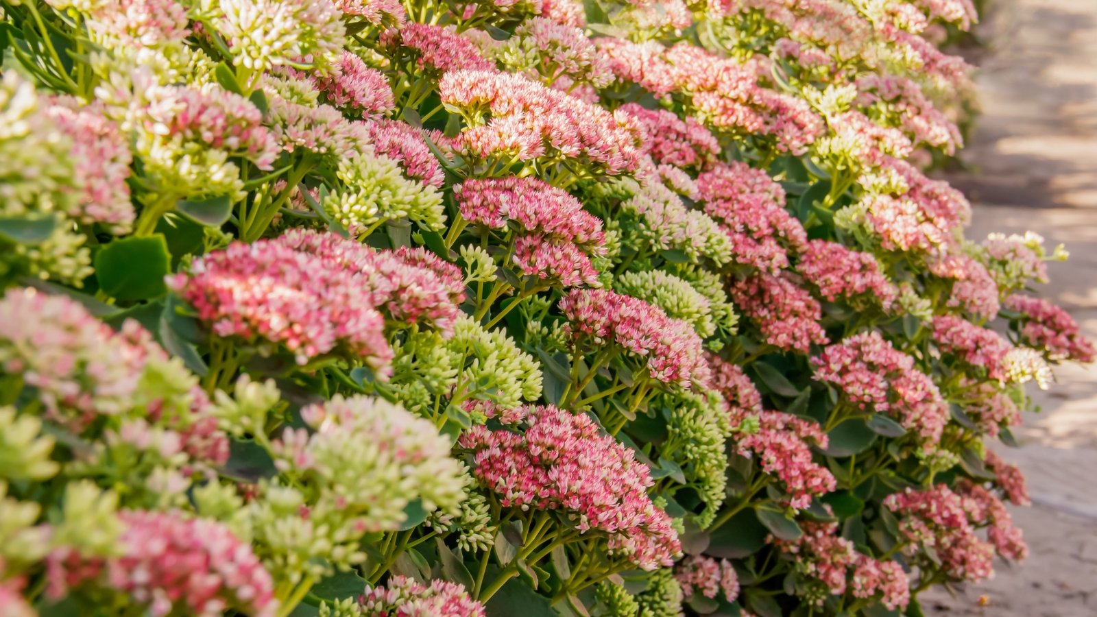 Thick, succulent green leaves with clusters of star-shaped pink and white flowers forming dense heads.