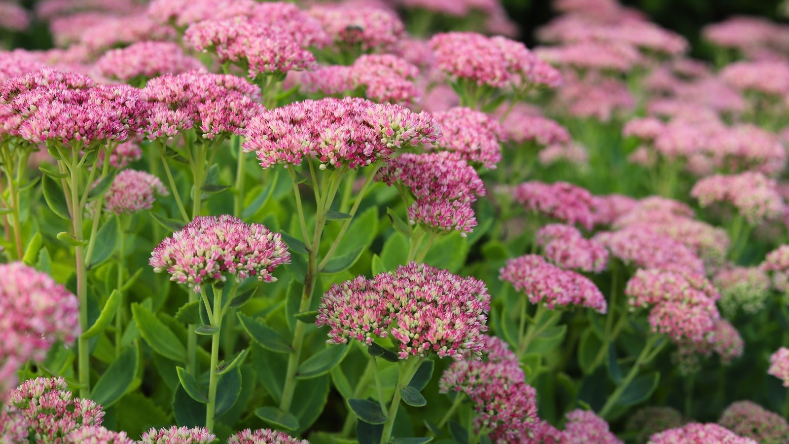 Dense clusters of small star-shaped pink flowers atop fleshy green leaves with thick, succulent stems.