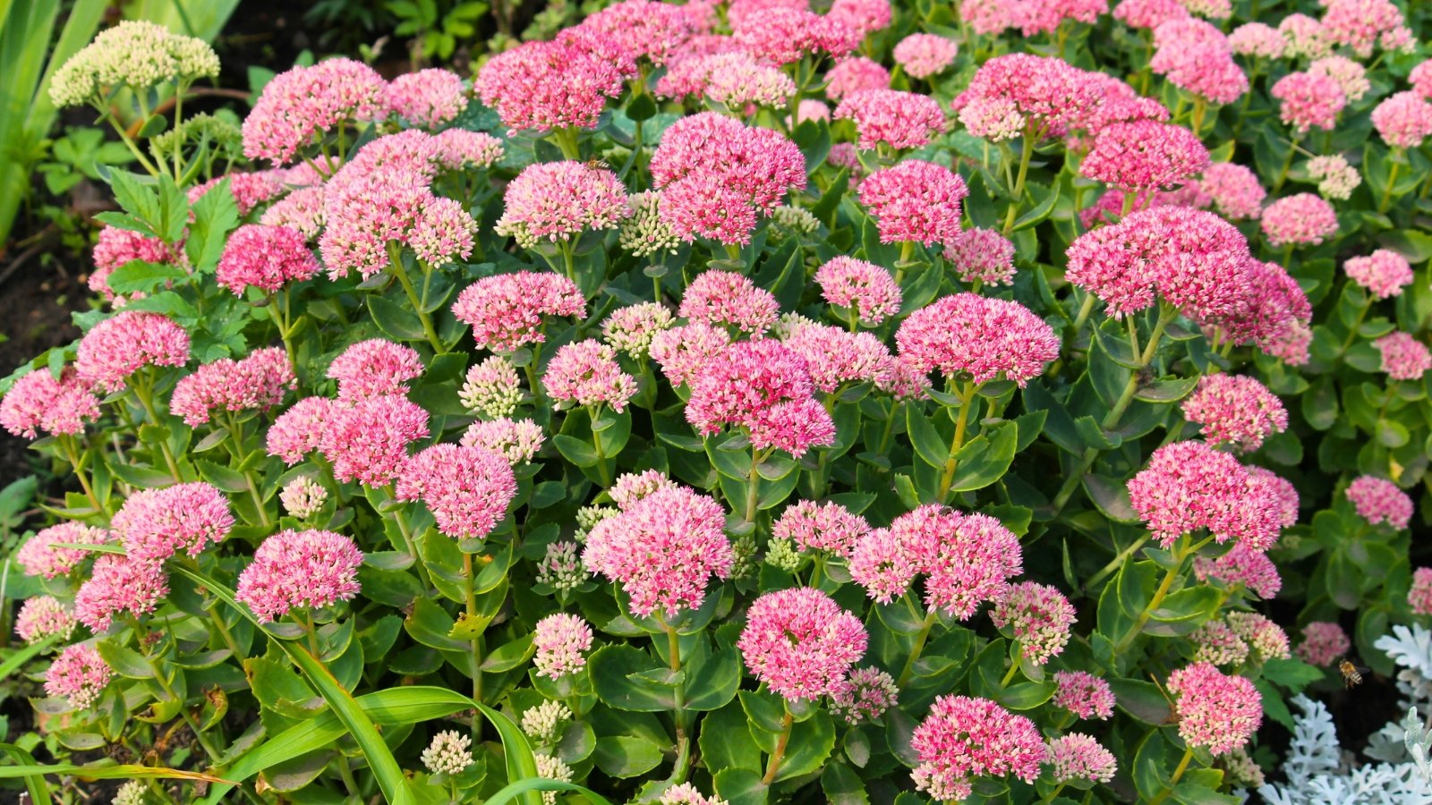 Clusters of star-shaped pink flowers atop fleshy green leaves form dense, rounded blooms.