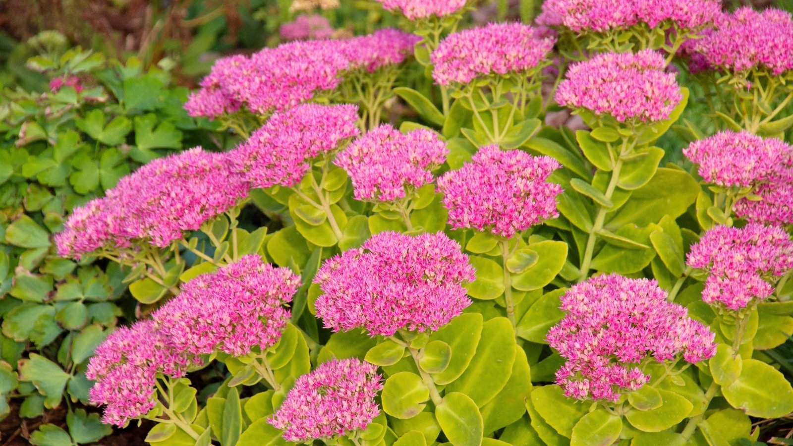 Clusters of small, starry, deep pink flowers with five petals each rise above rounded, succulent, light green leaves.