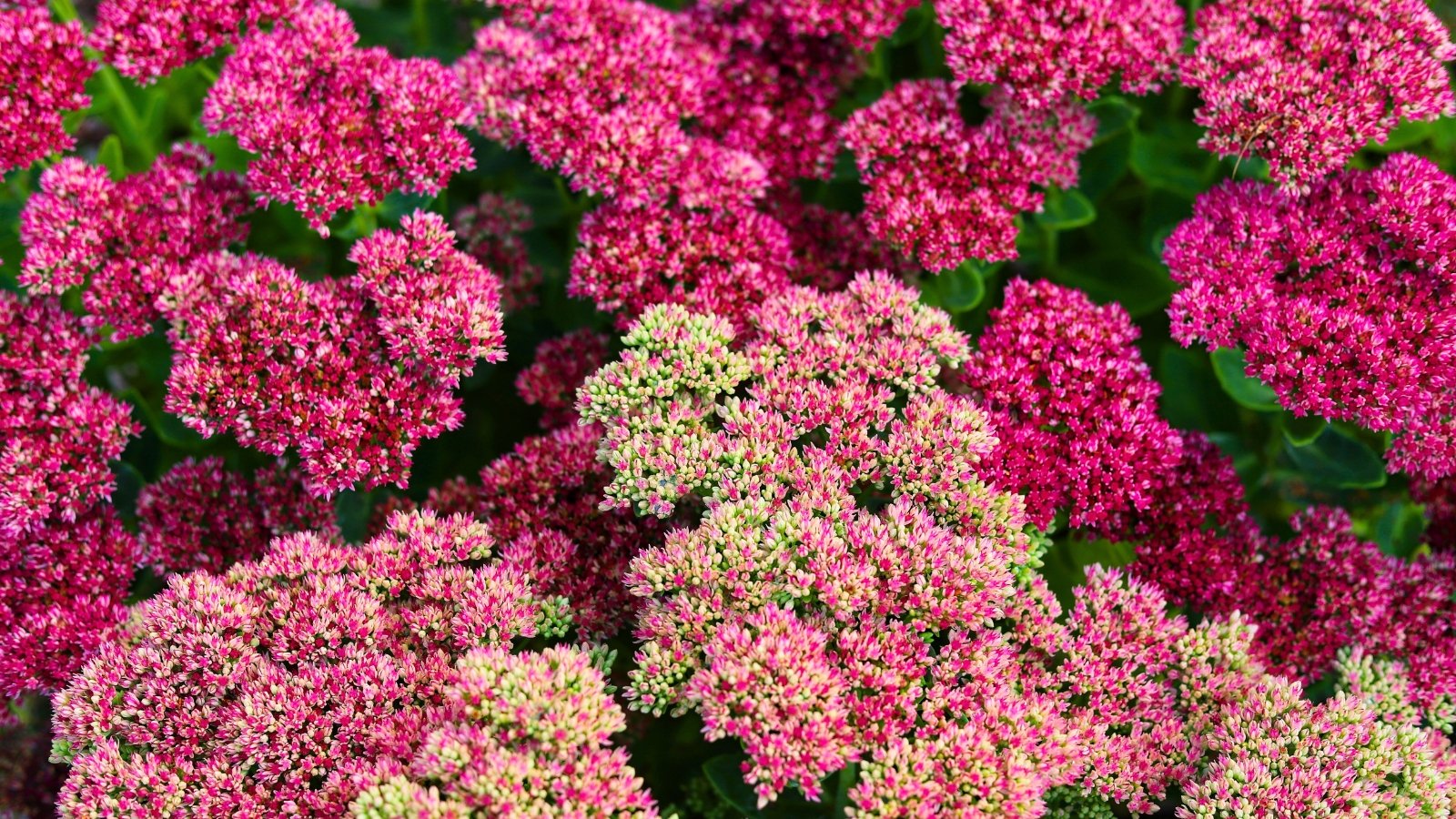 A vibrant mass of tightly packed, small pink flowers forming a round, textured cluster.
