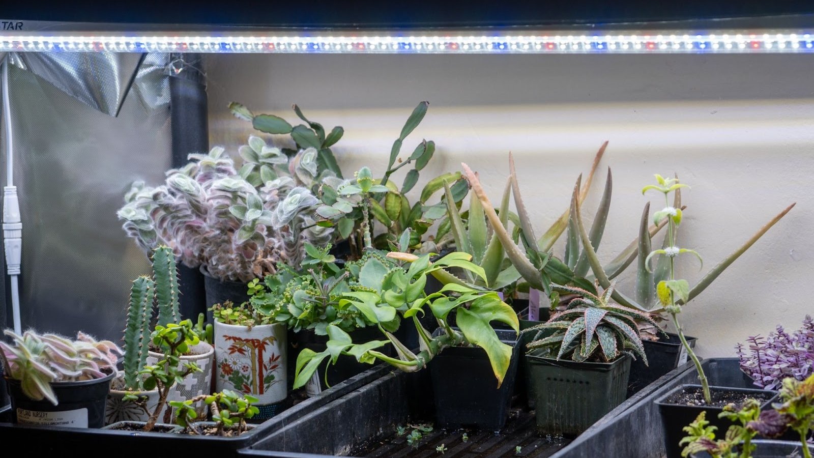 Different types of succulents in small pots on a vertical rack with shelves and grow lights.