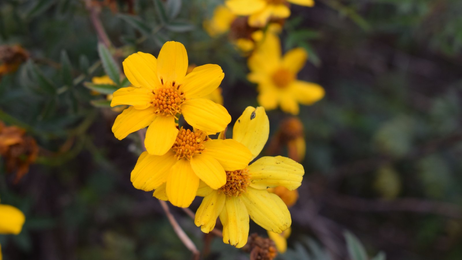 A thick layer of Tagetes lemmonii blooms appearing small and delicate with soft yellow petals