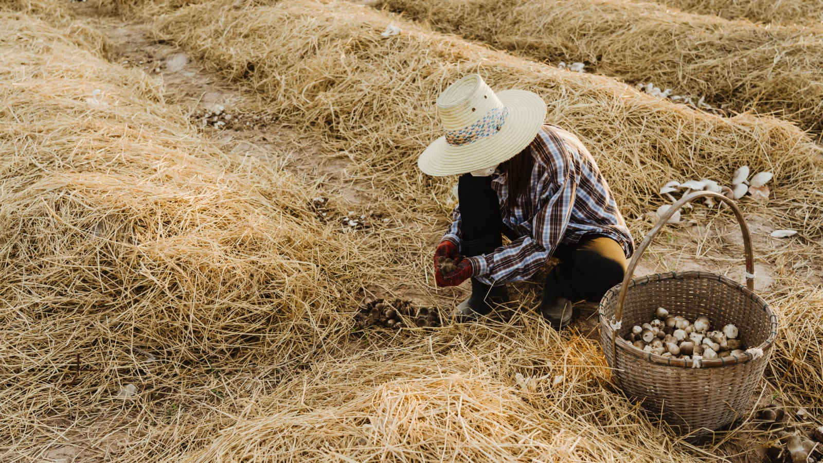 A farmer harvests straw mushrooms from a massive field of straw bales.