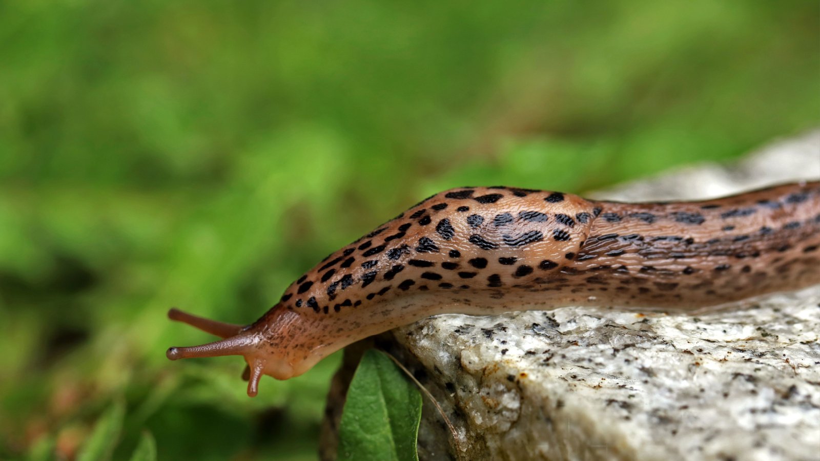 A leopard slug edges off the side of a stone into the leafier area of a garden.