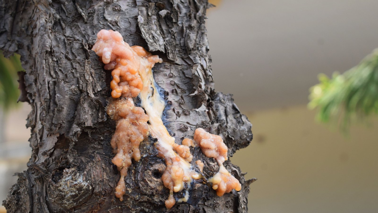 A close-up shot of a large orange colored canker on a trunk of a pinus plant, situated in a well lit area outdoors