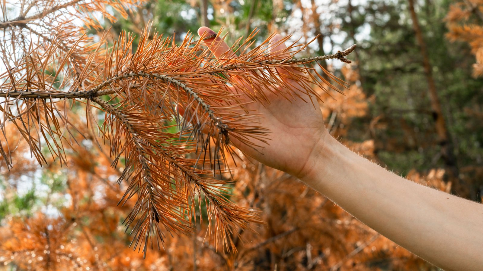 A selective focus of a hand touching a dried branch of a pine tree with yellow orange needles due to abnormal drought.