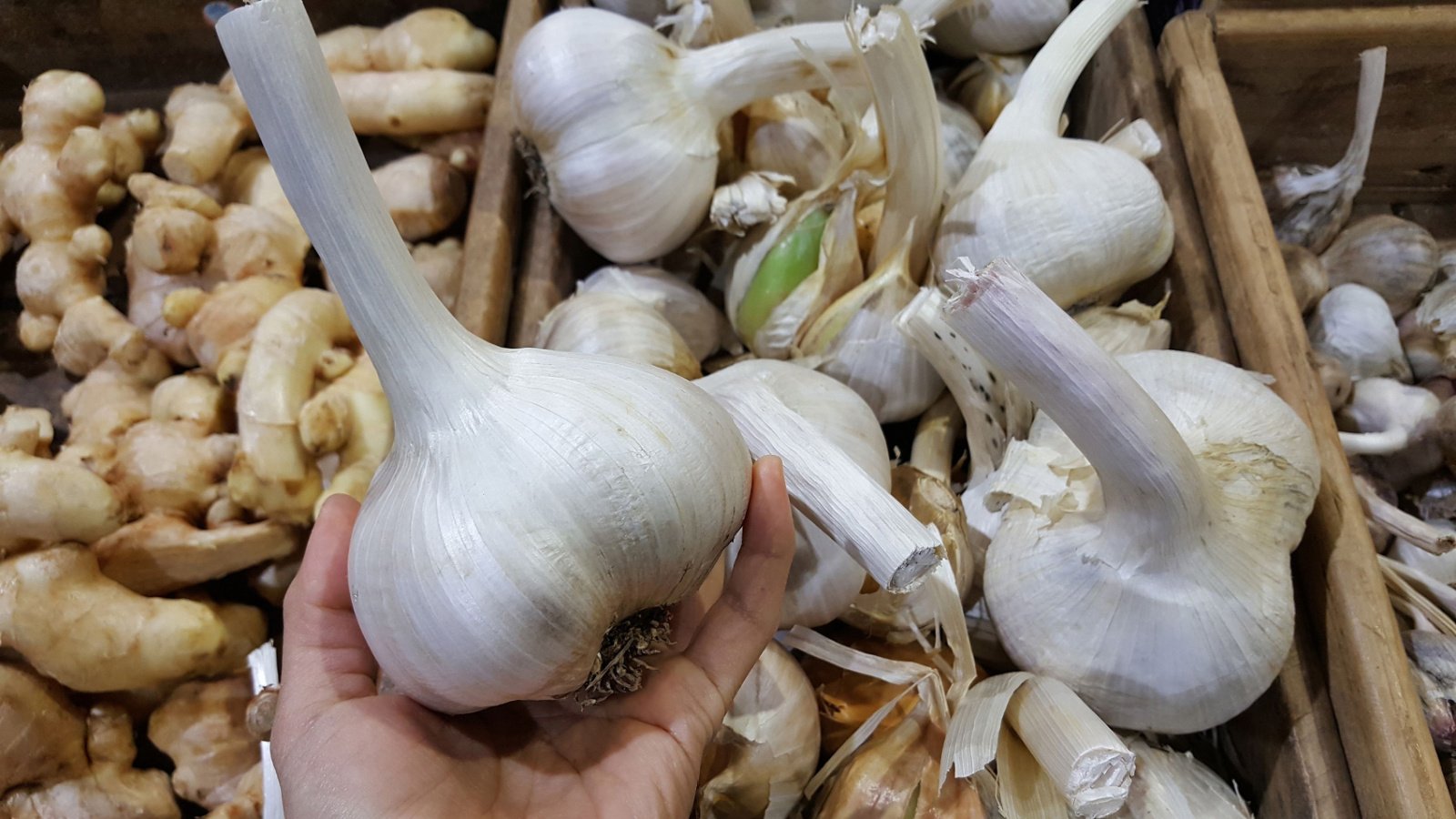 Selective focus view of a hand holding up a Elephant Garlic at local store market. It is a perennial plant belonging to the onion genus, the flavor is milder than garlic and can be eaten raw in salads