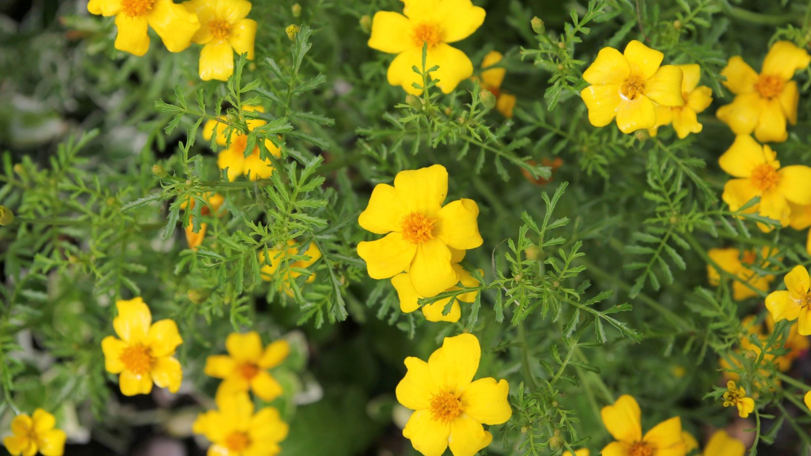 The ‘Little Lemon’ plant appearing to have small and soft blooms that look yellow and lovely under the sunlight
