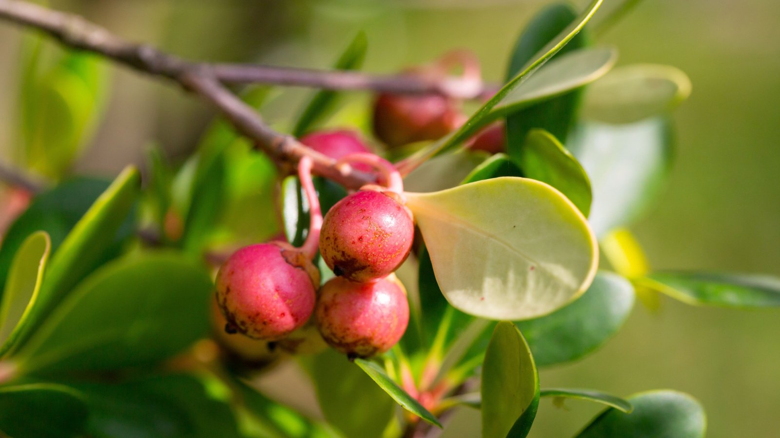 A healthy Psidium cattleyanum plant with woody stems and smooth rounded leaves with small red fruits