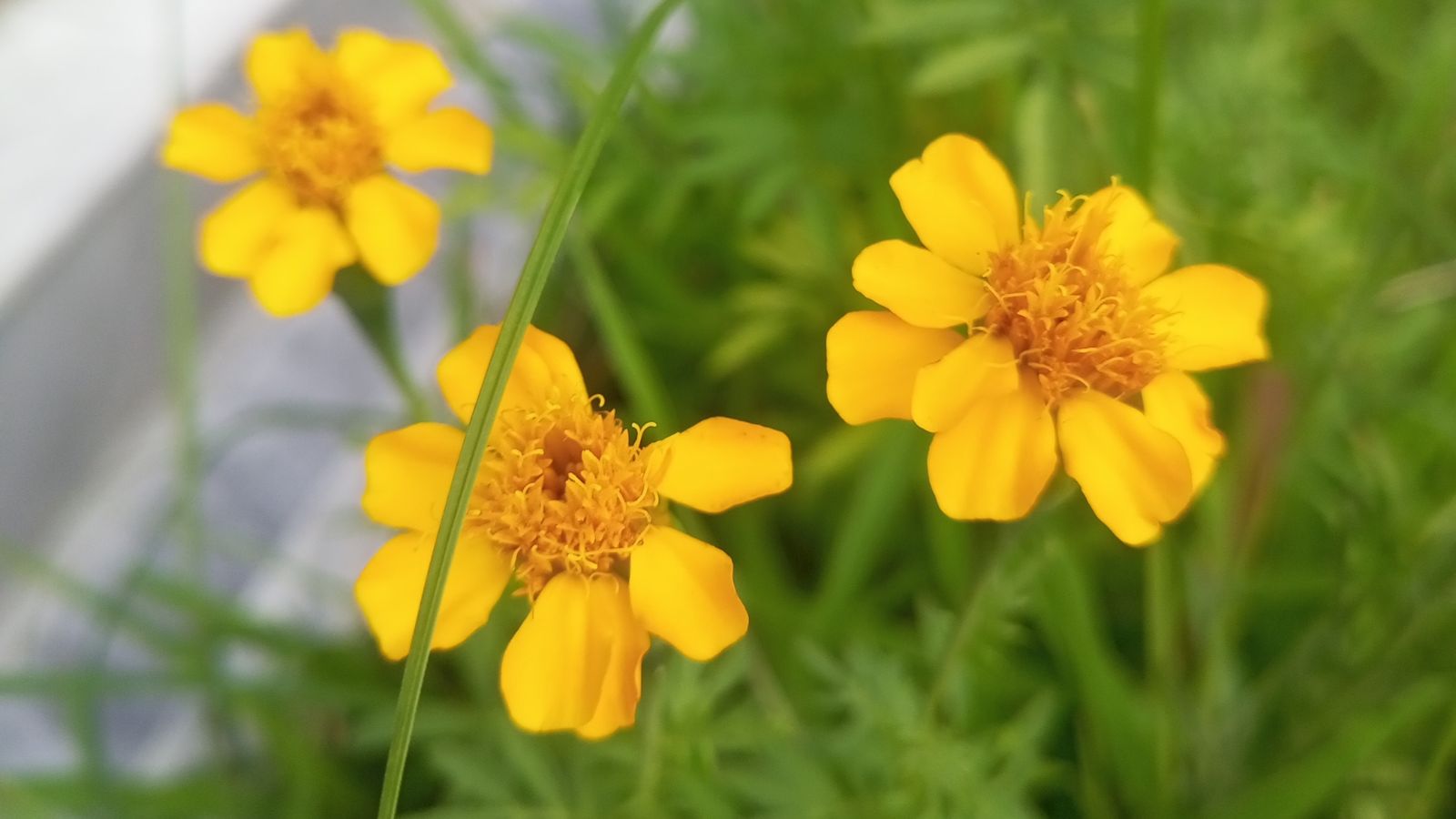 Small delicate blooms of the Tagetes lemmonii plant, appearing a bright yellow with fluffy centers surrounded by green foliage
