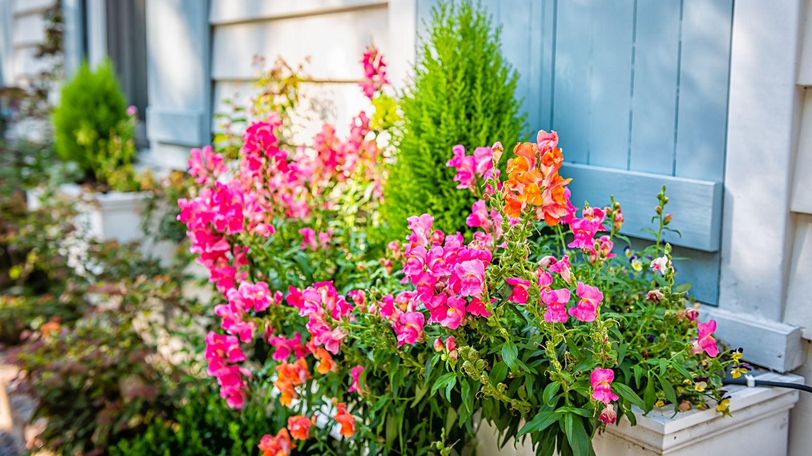 A cottage with Snapdragons and Cypress placed outside in a planter having lush leaves and deep green foliage