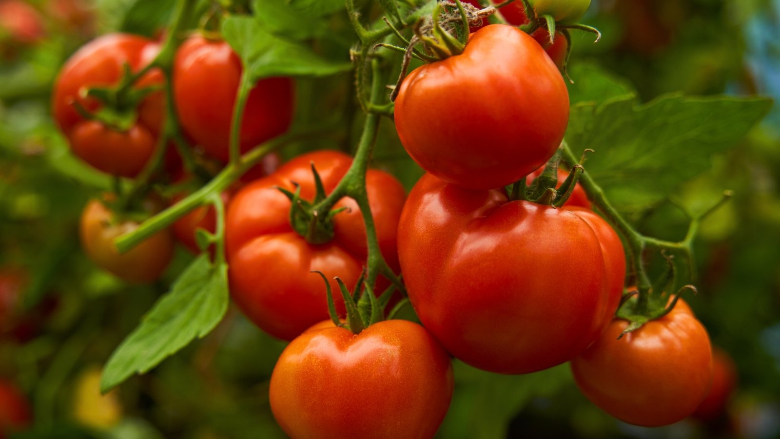 A cluster of round, ripe red fruits with smooth skin hangs from a vine with dark green leaves.