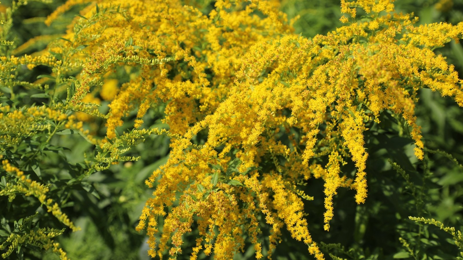 Upright stems with narrow green leaves and dense spikes of small bright yellow flowers.